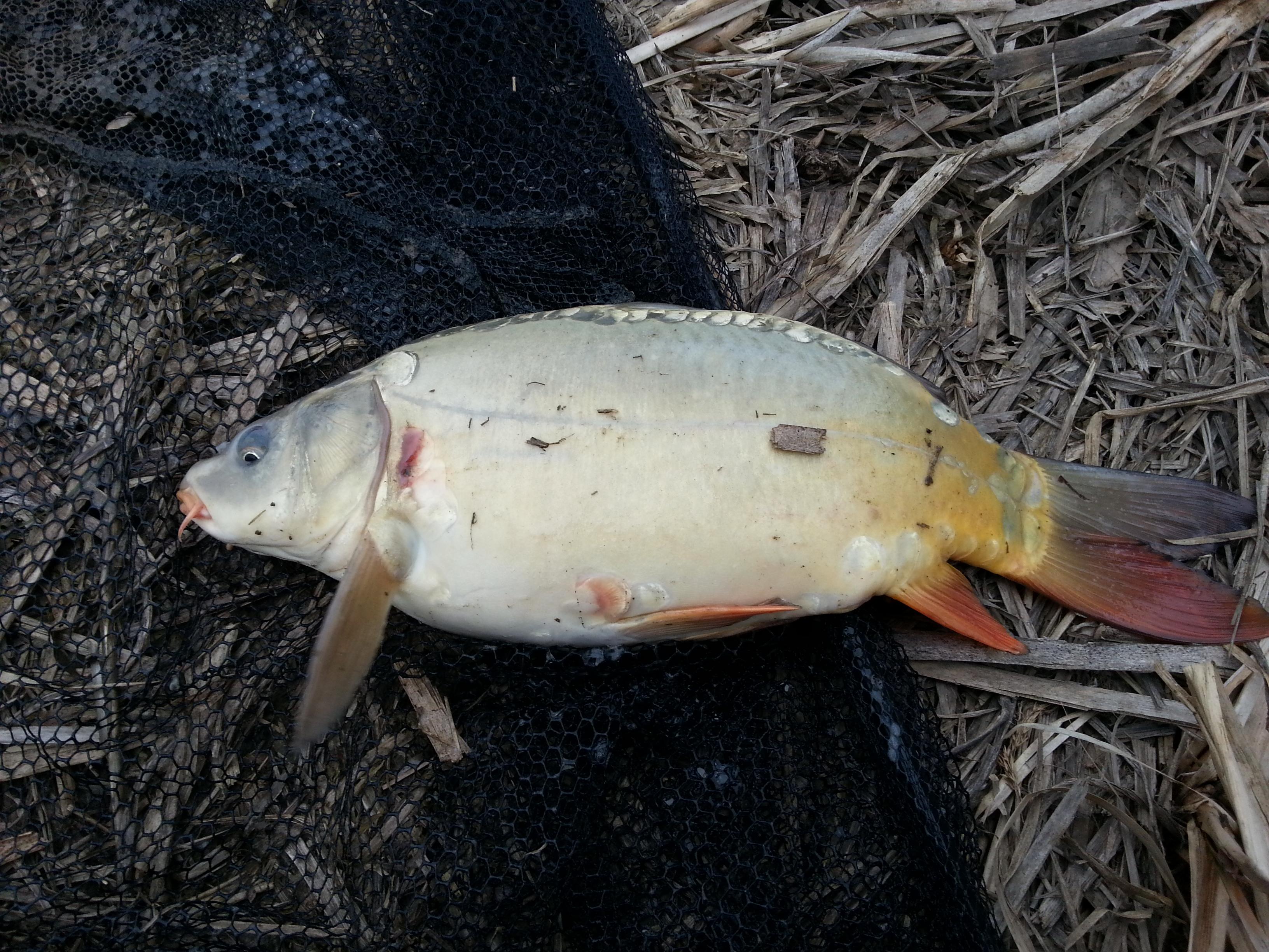 SISTEREA 2013 - 20130301_154617.jpg